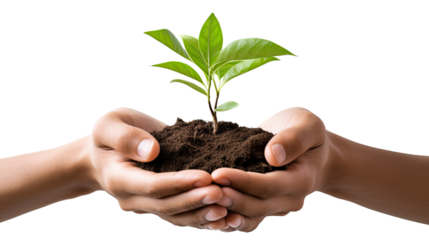 Photograph of a farmer's hands gently holding a vibrant green sprout, symbolizing the hope and potential of sustainable agriculture