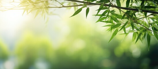 Obraz premium A tropical forest with a blur style image of a bamboo branch surrounded by beautiful green leaves and a tree has a growing bamboo border design against a sunny blurred background creating a natural a