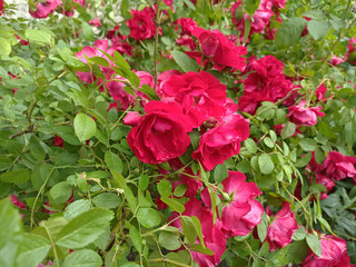 flowers in a flowerbed in summer - close-up