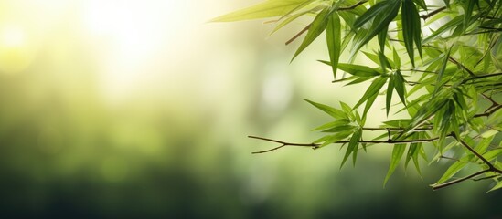 A tropical forest with a blur style image of a bamboo branch surrounded by beautiful green leaves and a tree has a growing bamboo border design against a sunny blurred background creating a natural a