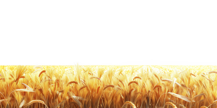 Ears of wheat isolated on transparent background with place for your text.