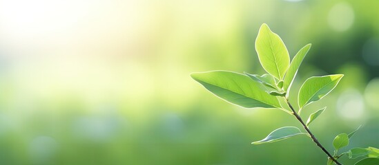 Fototapeta premium Nature view with a blurred image featuring a green leaf in a garden setting The copy space image serves as a backdrop for summer backgrounds and natural plant landscapes evoking a sense of ecology fr