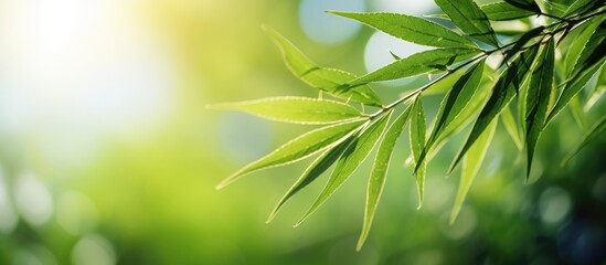 Obraz premium A stunning close up of a bamboo leaf showcasing its intricate and beautiful texture in the sunlight against a blurred background of lush greenery This natural copy space image offers ample room for t