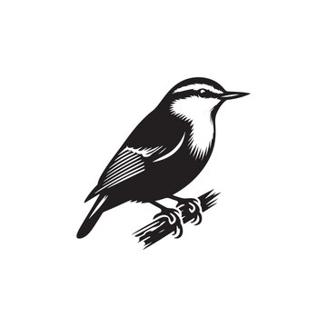 recommend clip art: Nuthatch Bird Silhouette: Vector Illustrations Ideal for Wildlife Art and Decorative Projects- Nuthatch Bird Vector - Nuthatch Bird Illustration.
                    