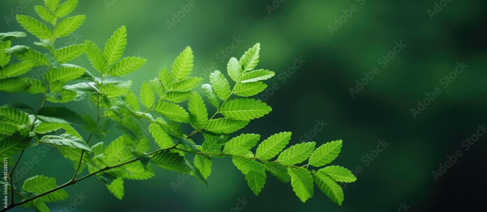 Poster a high quality photo of sorbaria sorbifolia a shrub with green leaves in a natural setting against a