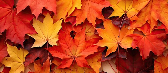 Fototapeta premium A vibrant array of red maple tree leaves create a stunning Autumn display The fallen leaves serve as a natural backdrop showcasing foliage in red orange green and yellow This concept depicts the beau