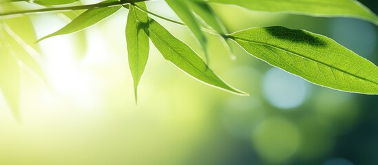 Obraz premium A stunning close up of a bamboo leaf showcasing its intricate and beautiful texture in the sunlight against a blurred background of lush greenery This natural copy space image offers ample room for t