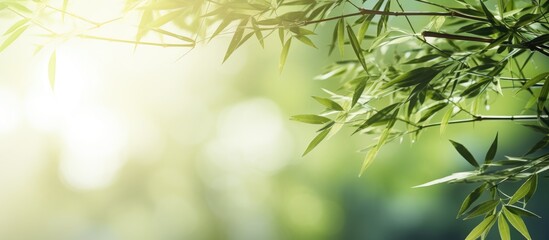 A tropical forest with a blur style image of a bamboo branch surrounded by beautiful green leaves and a tree has a growing bamboo border design against a sunny blurred background creating a natural a
