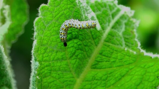 The Mullein moth&rsquo;s black yellow and white caterpillar commonly found in gardens eating a mullein leaf.