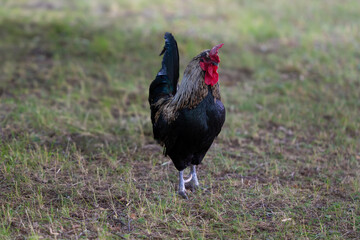 rooster in the grass