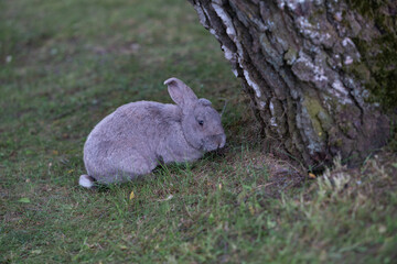 rabbit in the garden