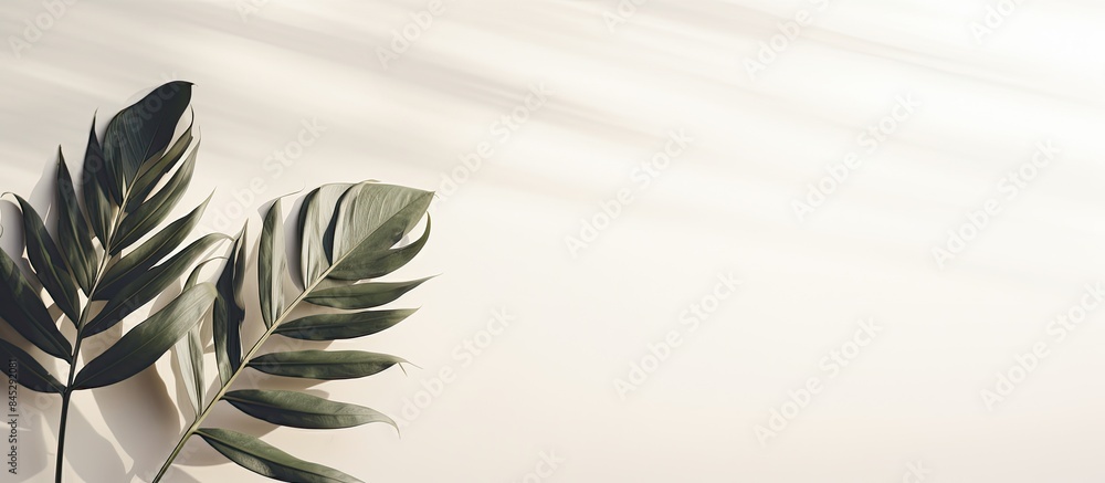 Poster a tropical sunlight texture creates abstract plant leaf shadows on a white wall making it a minimal 