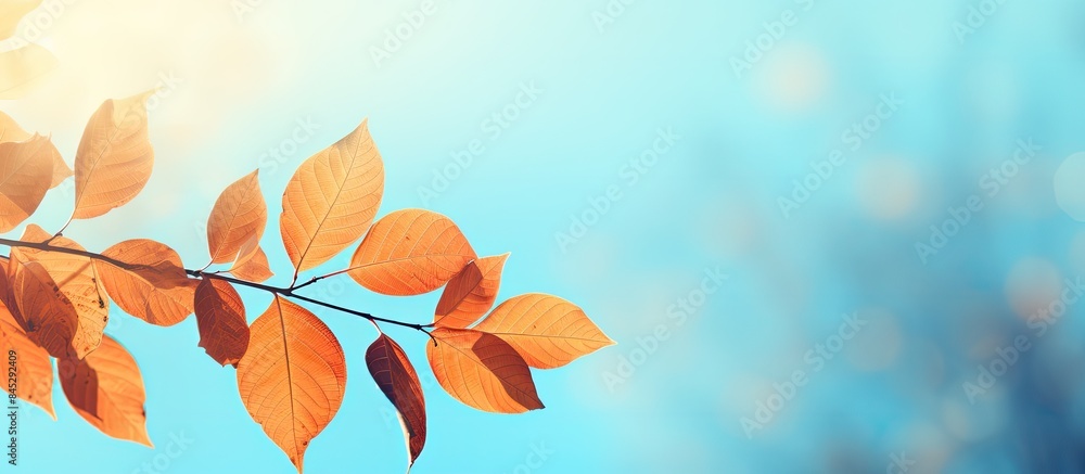 Poster autumnal gingo leaves shine brightly against a serene blue sky creating a beautiful copy space image