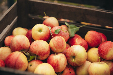 Apple harvest: ripe fragrant apples in a wooden box 