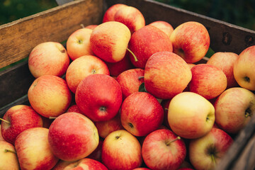 close-up Apple harvest: ripe fragrant apples in a wooden box 