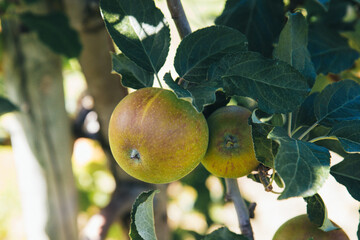Ripe green apples on a branch among lush green leaves close-up