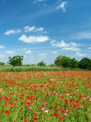 初夏の江戸川河川敷のポピー畑風景