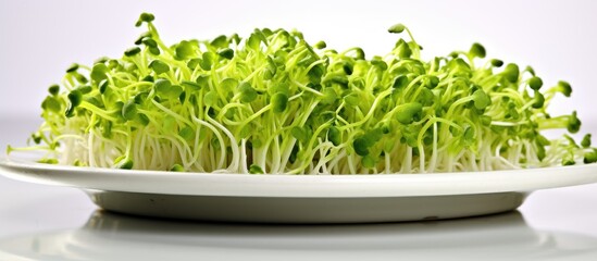 Fototapeta premium A fresh plate of organic broccoli sprouts on a white surface with ample copy space to showcase its nutritious qualities and suitability for a healthy diet