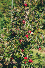 Beautiful red ripe apples in the orchard