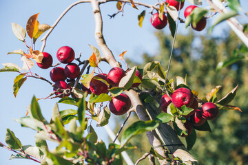 Abundant apple harvest 