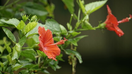 Close-up of red hibiscus flowers blooming after the rain