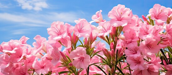 A beautiful garden filled with blooming pink oleander flowers also known as nerium against a bright blue sky The scene provides a lovely background for adding text and images making it a perfect natu