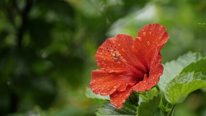 Close-up of red hibiscus flowers blooming after the rain