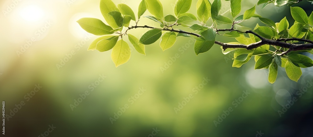 Poster morning sunlight streams through the lush foliage of a branch with green leaves resting on a moist t