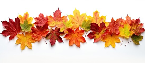 Fototapeta premium A vibrant array of maple leaves is scattered on a pure white background visible from both the front and back with a neat cut out shape surrounding them. Creative banner. Copyspace image