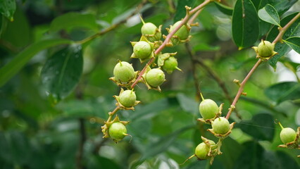 Lagerstroemia speciosa fruit on a natural background