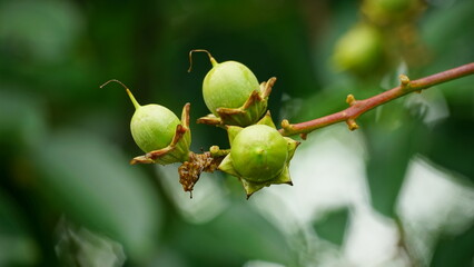 Lagerstroemia speciosa fruit on a natural background