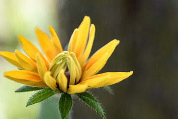 Rudbeckia hirta, black-eyed Susan