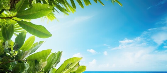Obraz premium Copy space image of a tropical scenic landscape with lush green leaves against a vivid blue sky making it an ideal summer time wallpaper with room for your text