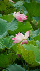 Pink lotus blooms in the field