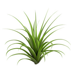 Vibrant Green Spider Plant Isolated on Transparent Background, Perfect for Home Decor and Air Purifying Purposes