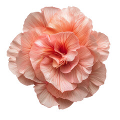 Fototapeta premium Delicate Peach Begonia Flower Isolated on Transparent Background, Ideal for Floral Design and Decorative Elements