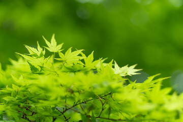 美しい新緑