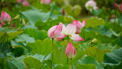 Obraz premium Pink lotus blooms in the field
