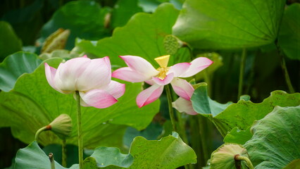 Pink lotus blooms in the field