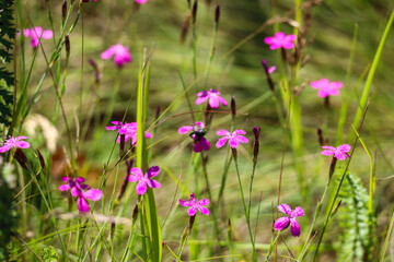 Flora, Fauna, and Landscapes of the Seym River Meadows, Ukraine


