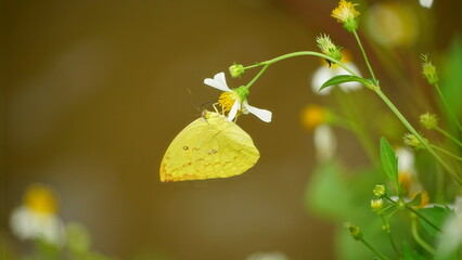 Yellow butterfly Phoebis agarithe is sucking nectar on a sunny afternoon © Nguyen Thi Nhu Quynh