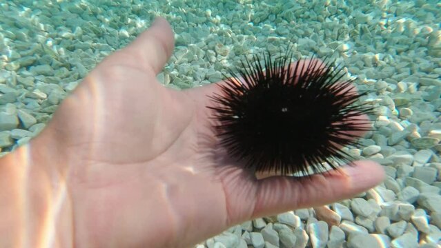 Sea urchin on a person's palm underwater on a sunny day