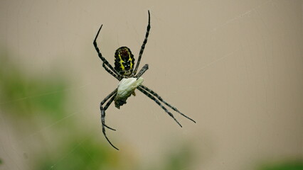 Close-up of Argiope anasuja spider catching prey