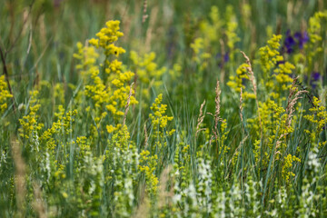 Obraz premium Flora, Fauna, and Landscapes of the Seym River Meadows, Ukraine