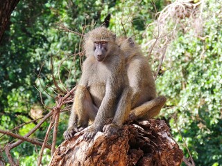 a  pair  of yellow baboons siting on 
 a dirt mound in the forest on safari in lake myanara  national park, tanzania, east africa  
