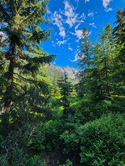 Górski krajobraz w polskich górach w tatrach © Anna