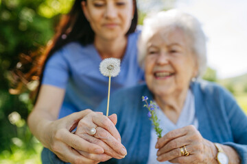 Female caregiver and senior woman in wheelchair holding dandelion, picking wild flowers. Nurse and...