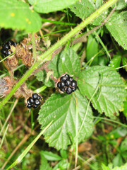 Blackberry among green leaves of grass
