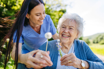 Female caregiver and senior woman in wheelchair holding dandelion, picking wild flowers. Nurse and...