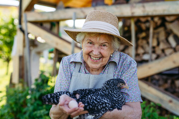Elderly woman holding a chicken and the egg it laid. Happy old farmer is delighted with her...